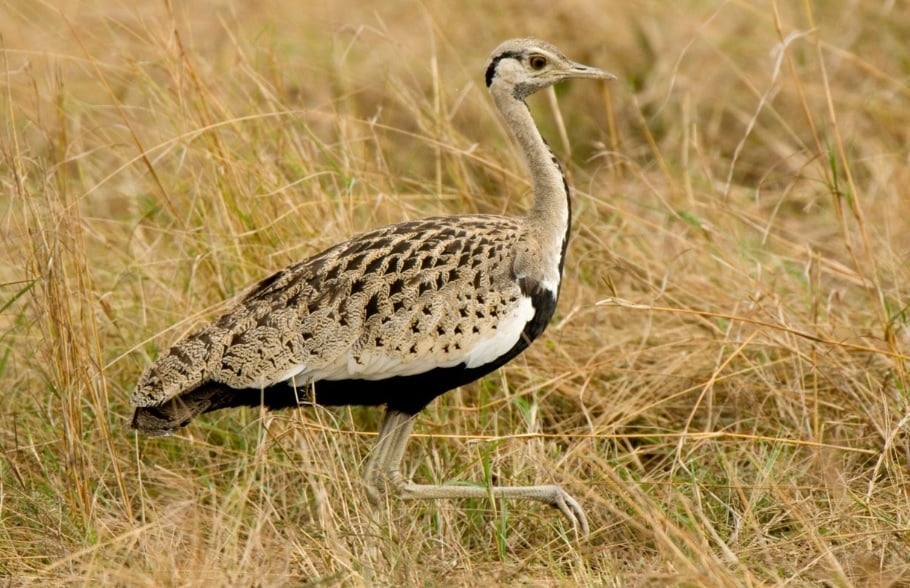 Birding Safaris at &Beyond Phinda Private Game Reserve
